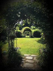 green grass and green trees