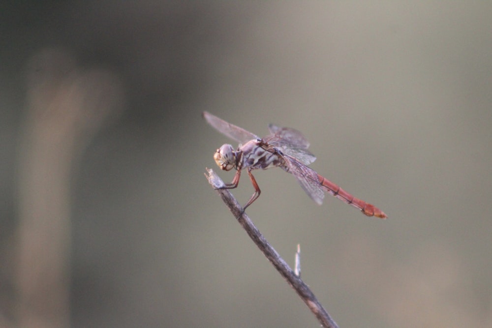 red and black dragonfly perched on brown stem in tilt shift lens