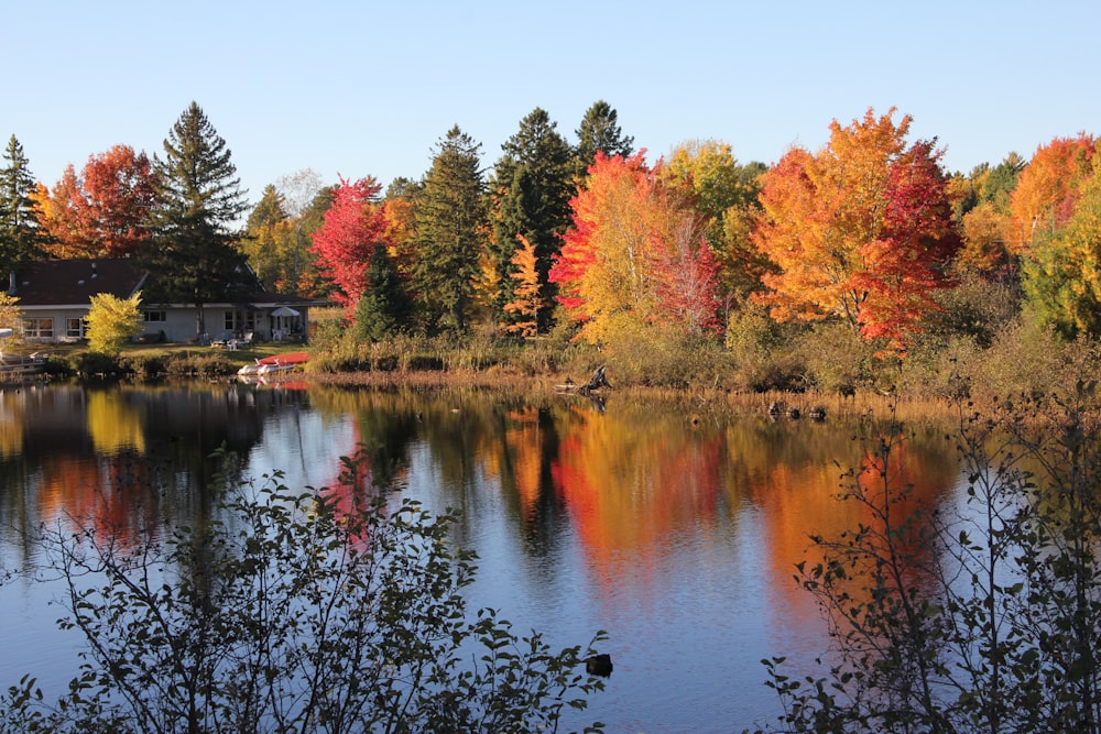 red and green trees beside river during daytime