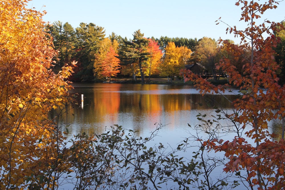 brown and green trees beside river during daytime