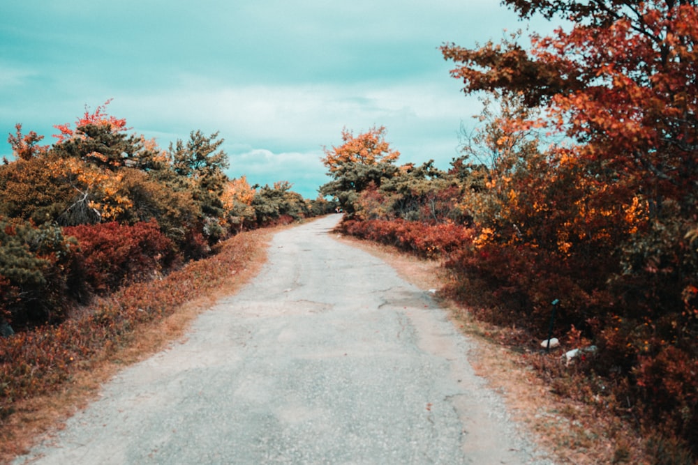 gray road between brown and green trees under blue sky during daytime