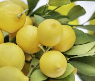 a bunch of lemons are growing on a tree