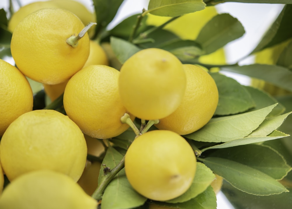 a bunch of lemons are growing on a tree