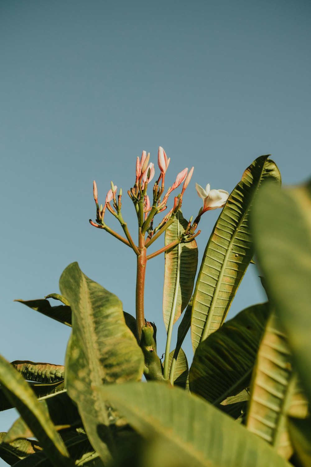 pink flower with green leaves