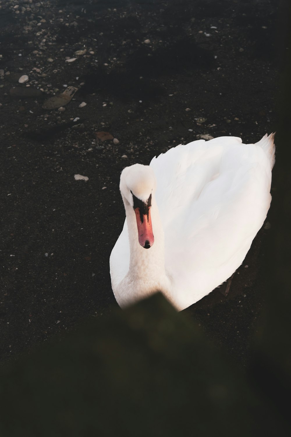 white swan on black soil