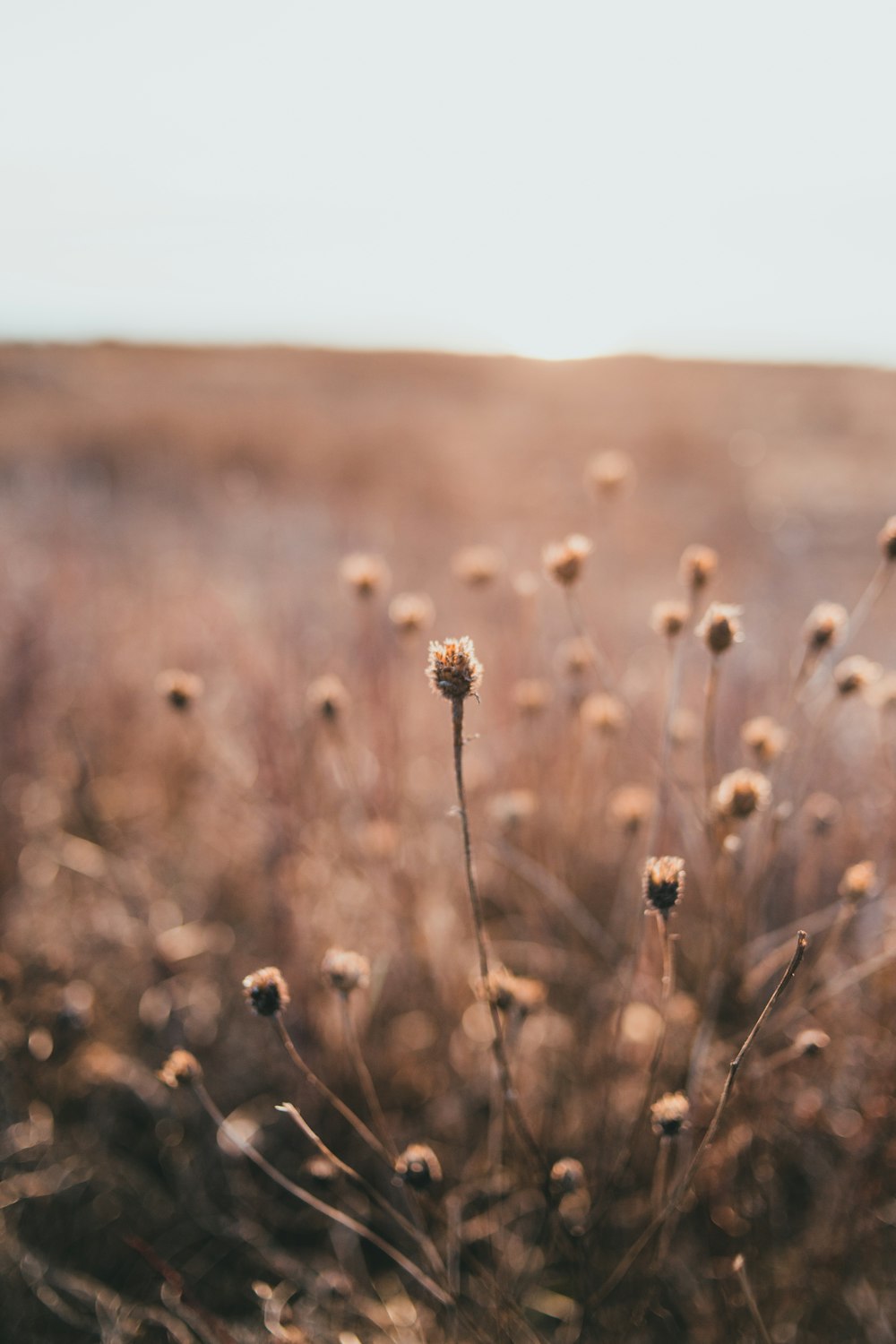 Brown flower field during daytime photo – Free Field Image on Unsplash