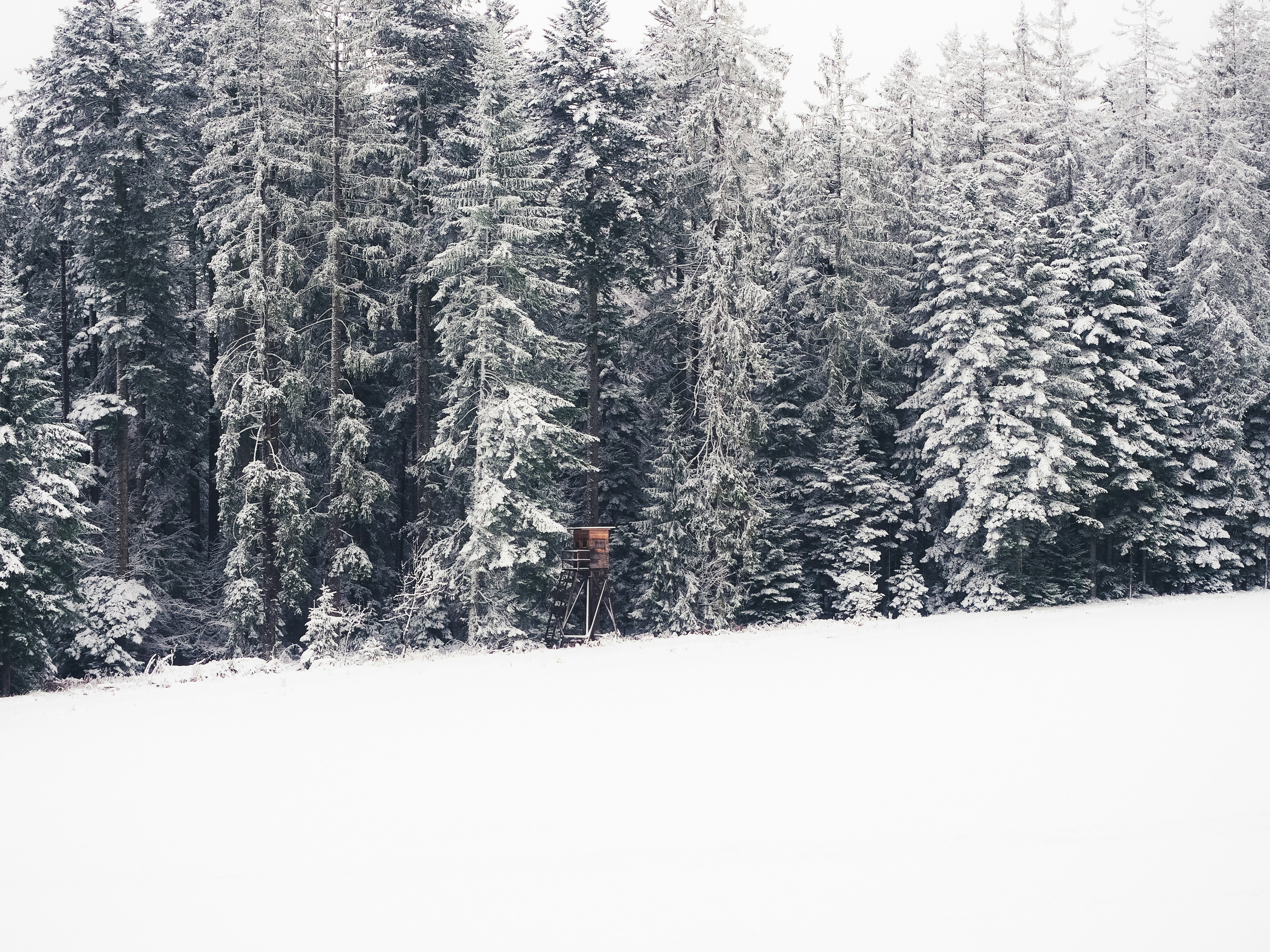 green pine trees covered with snow