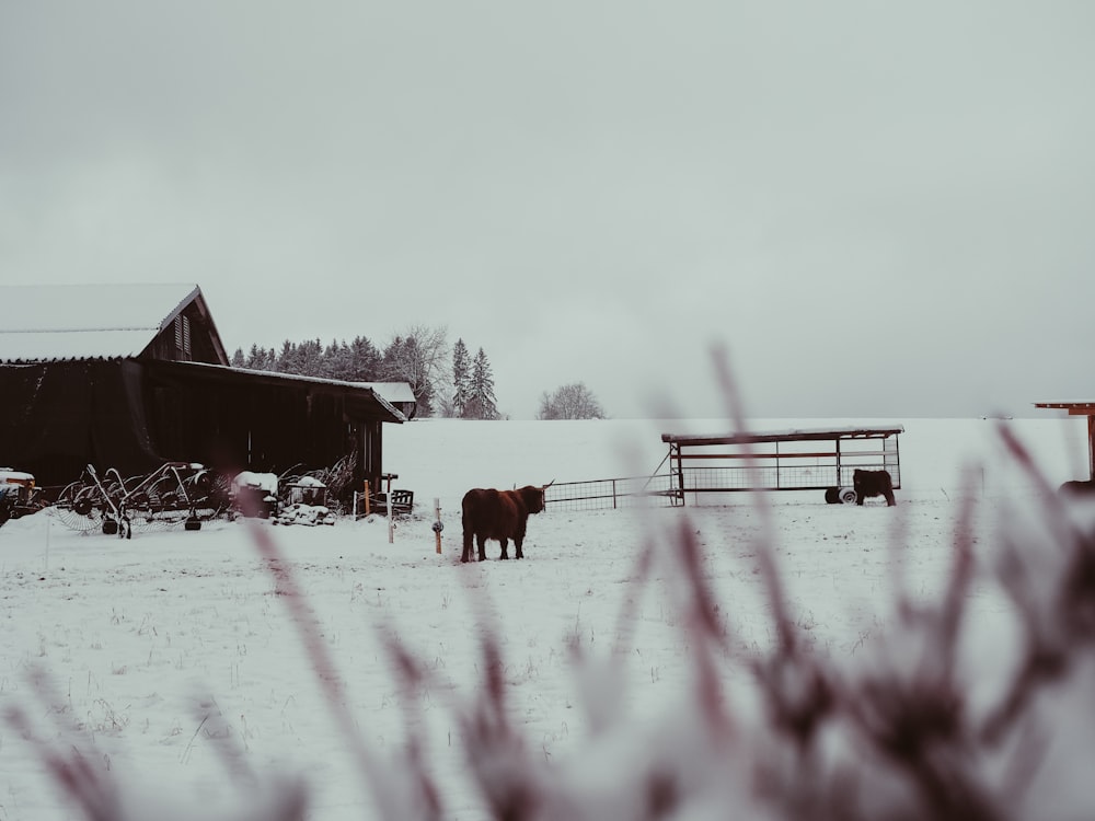 brown horse on snow covered ground during daytime