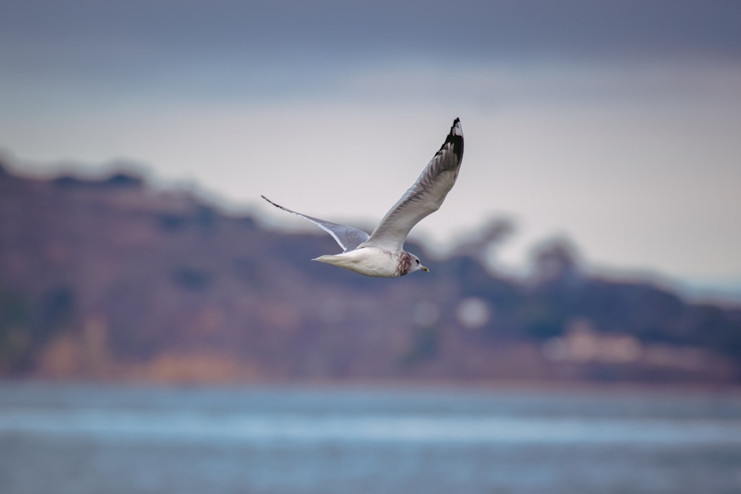 white and black bird flying over the sea during daytime