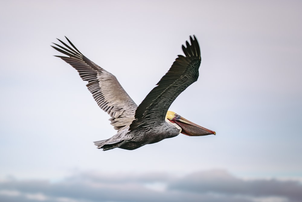 brown pelican flying during daytime