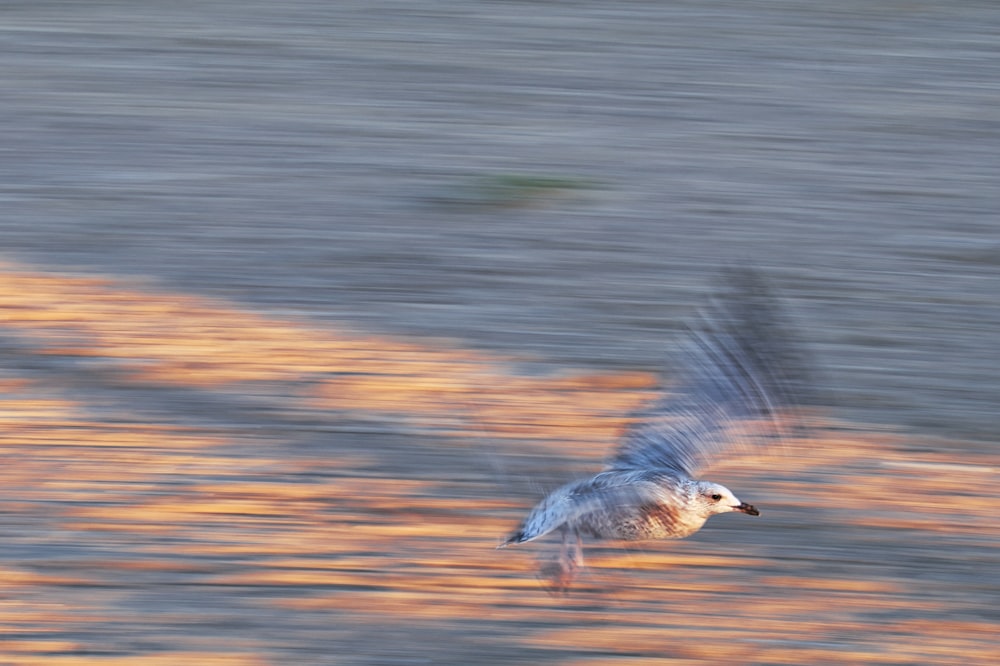 grey and white bird flying over the water during daytime
