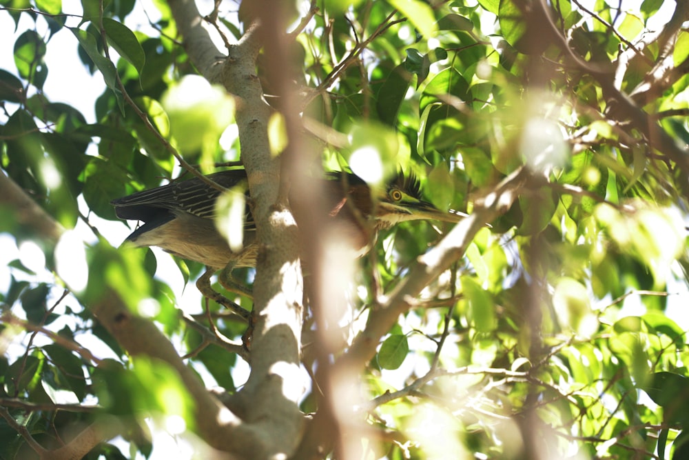 black and yellow bird on tree branch during daytime