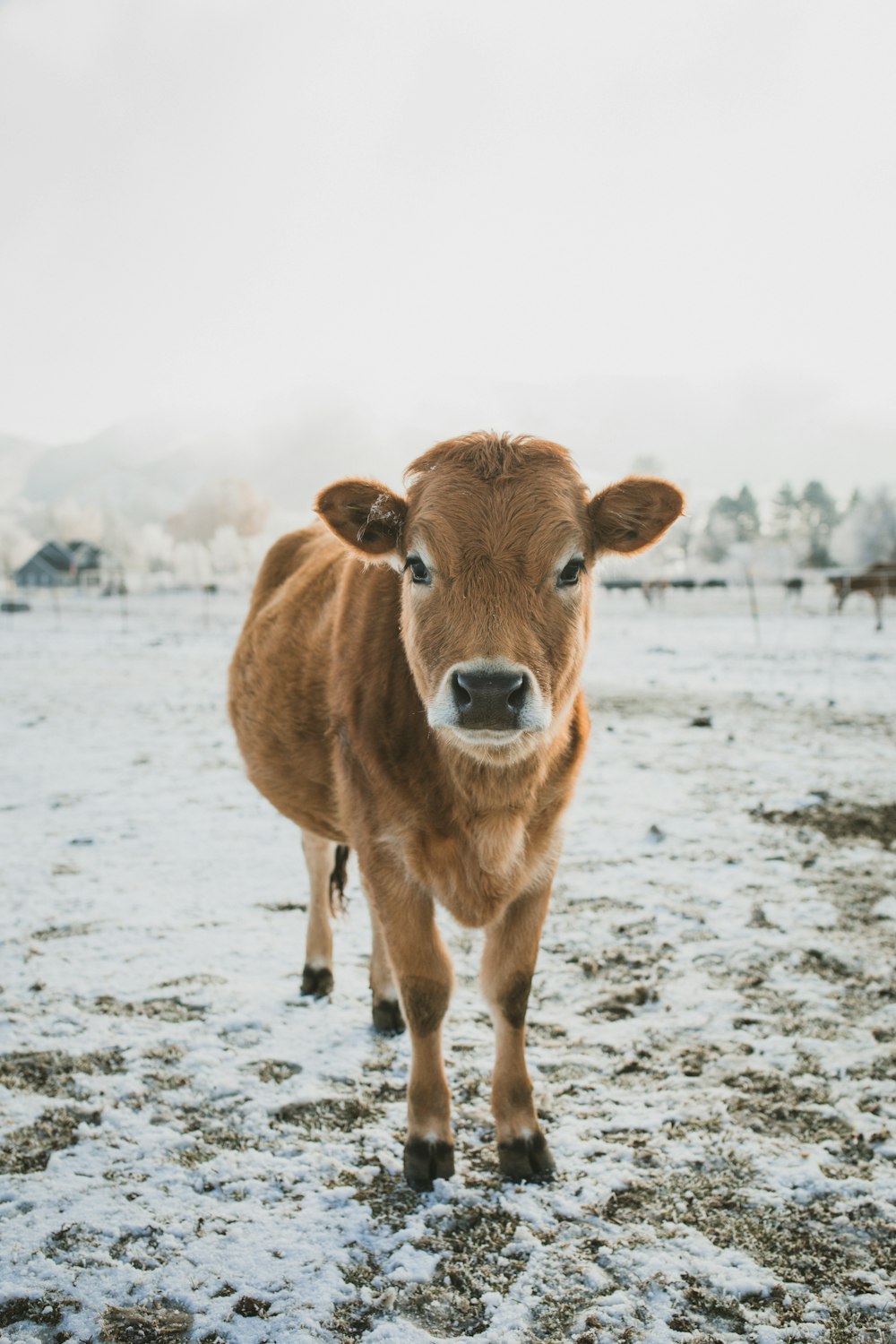 昼間の雪に覆われた地面に茶色の牛