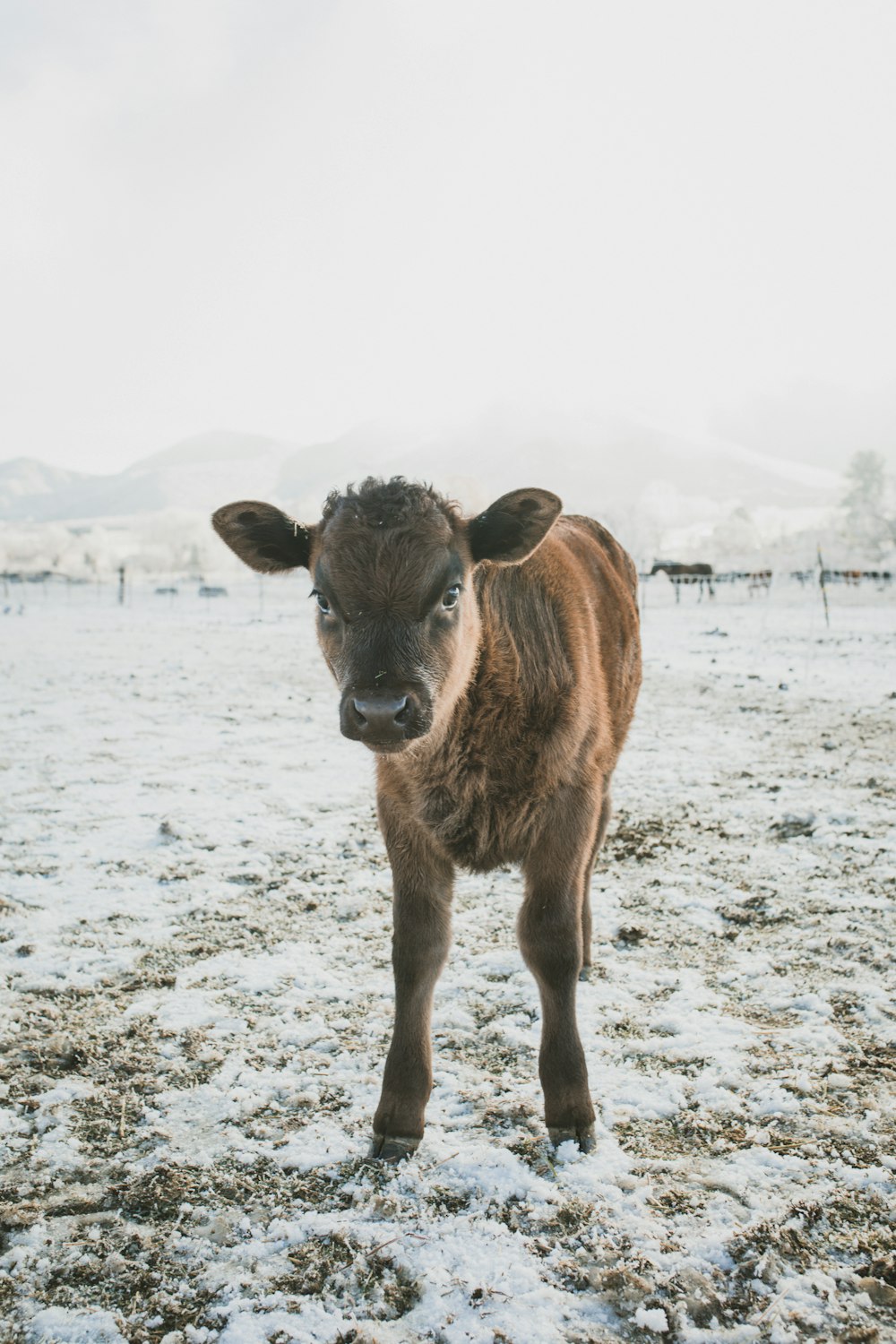 brown cow on white snow covered ground during daytime