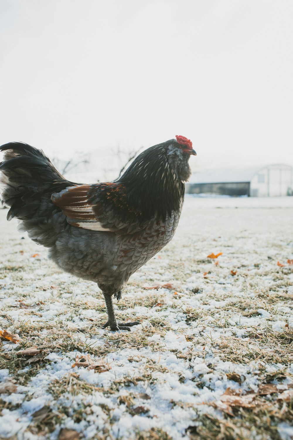 black and brown hen on ground during daytime