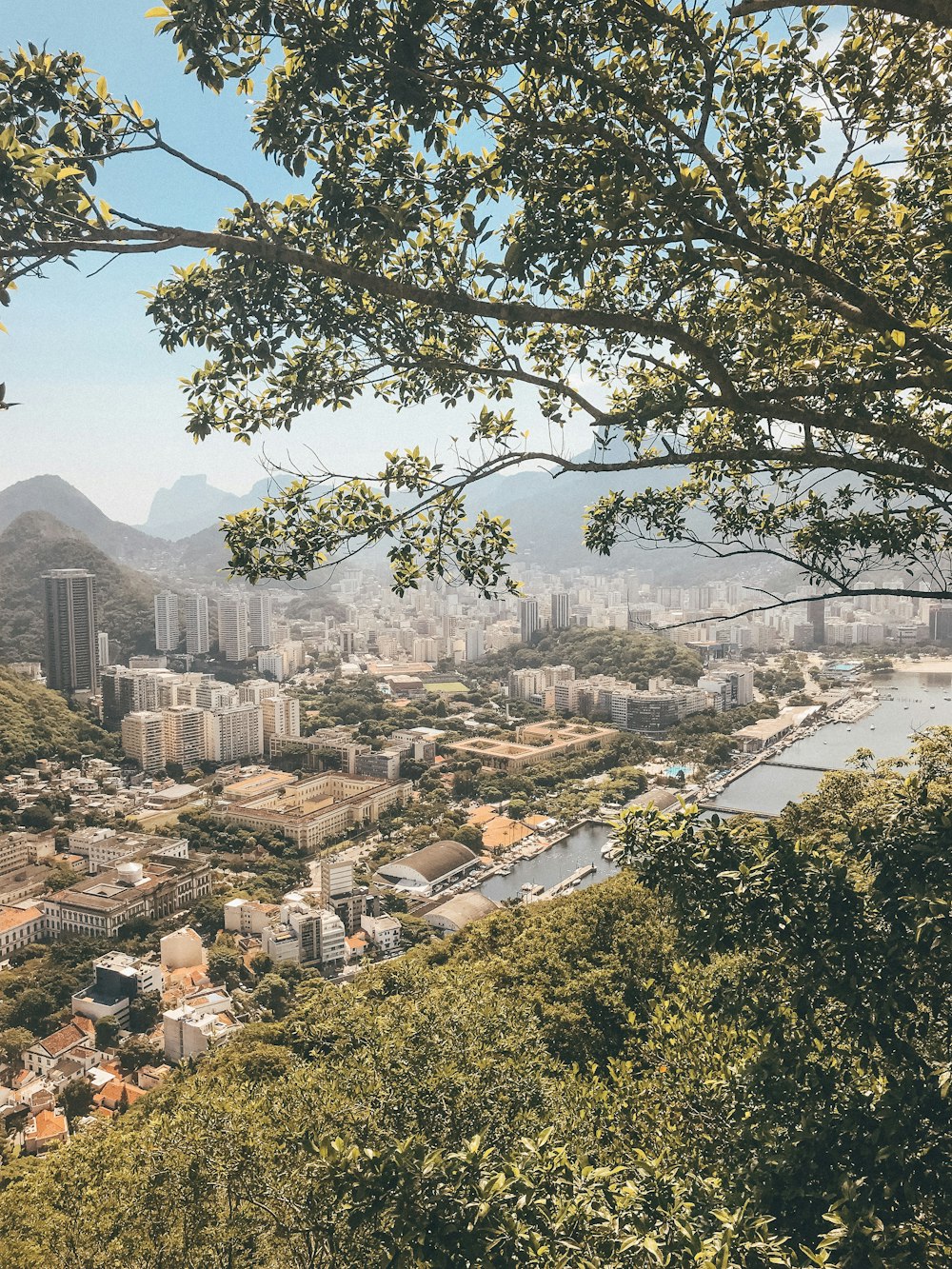 green trees near city buildings during daytime