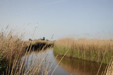 brown grass near lake during daytime