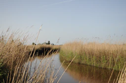 brown grass near lake during daytime