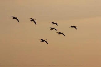 Silhouette of geese flying during sunset