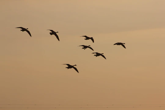 Silhouette of geese flying during sunset
