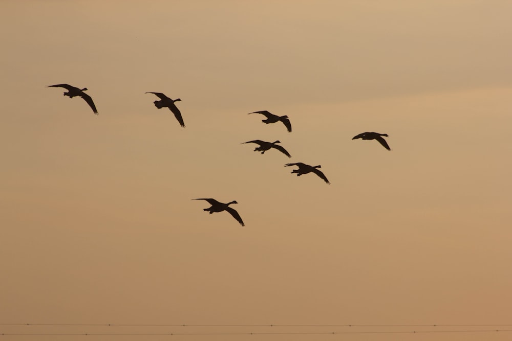 silhouette of birds flying during sunset