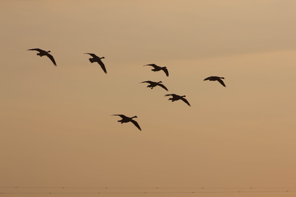 Silueta de pájaros volando durante la puesta del sol