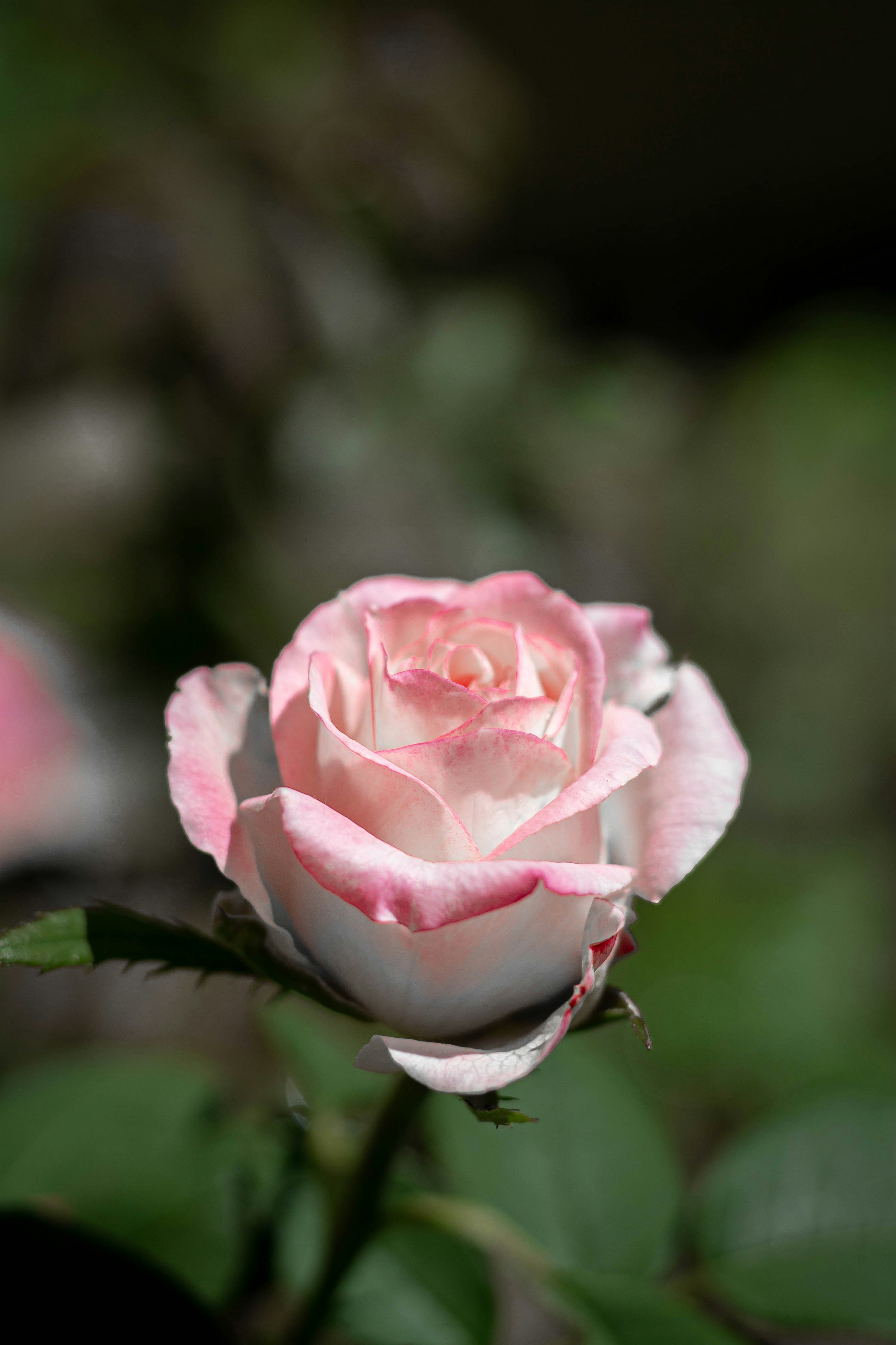 Photo by gabrieltfotografia