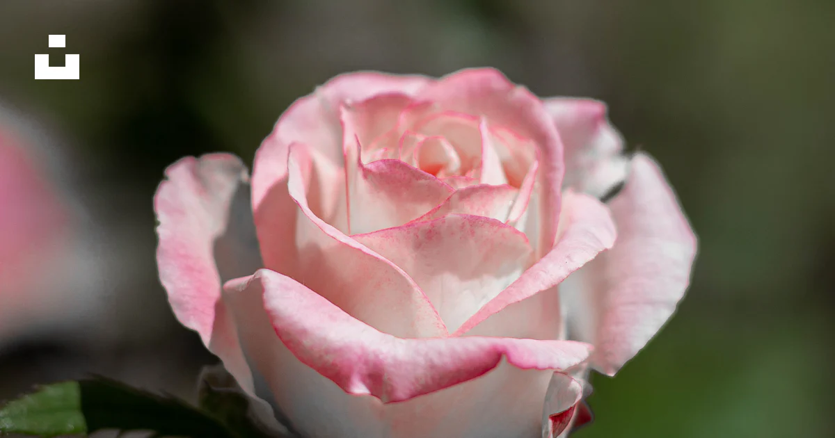 Rosa rosada en flor durante el día foto – Imagen de Flor gratuita en ...