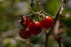 A close-up of ripe red tomatoes glistening with morning dew on the vine