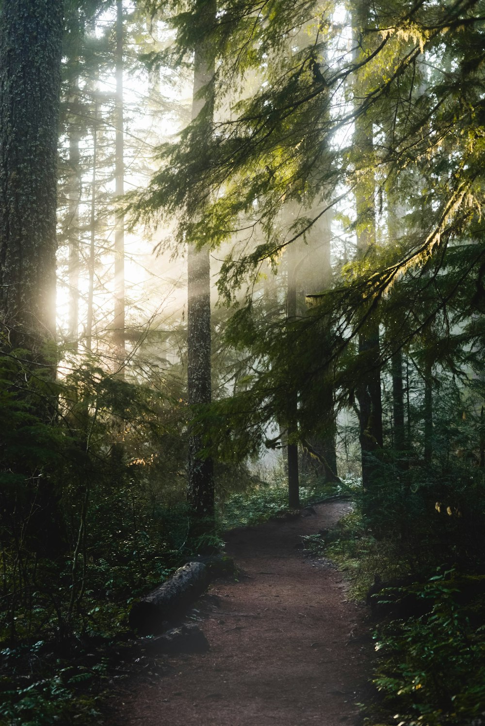 green trees on forest during daytime