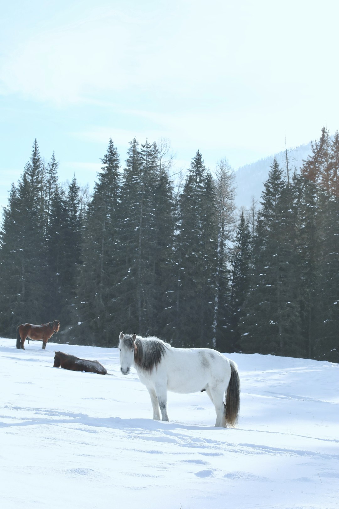 white and brown horse on snow covered ground near green trees during daytime