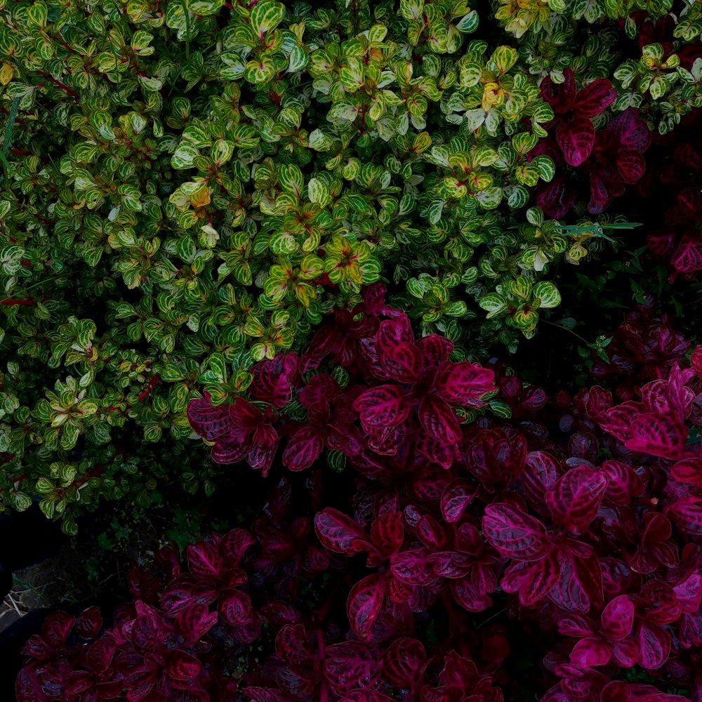 red and yellow flowers with green leaves