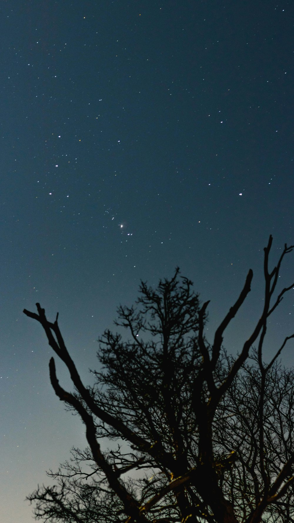 bare tree under blue sky during night time