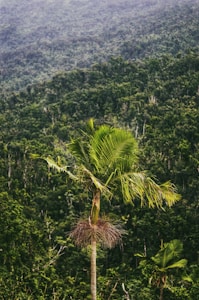 green palm tree on mountain during daytime