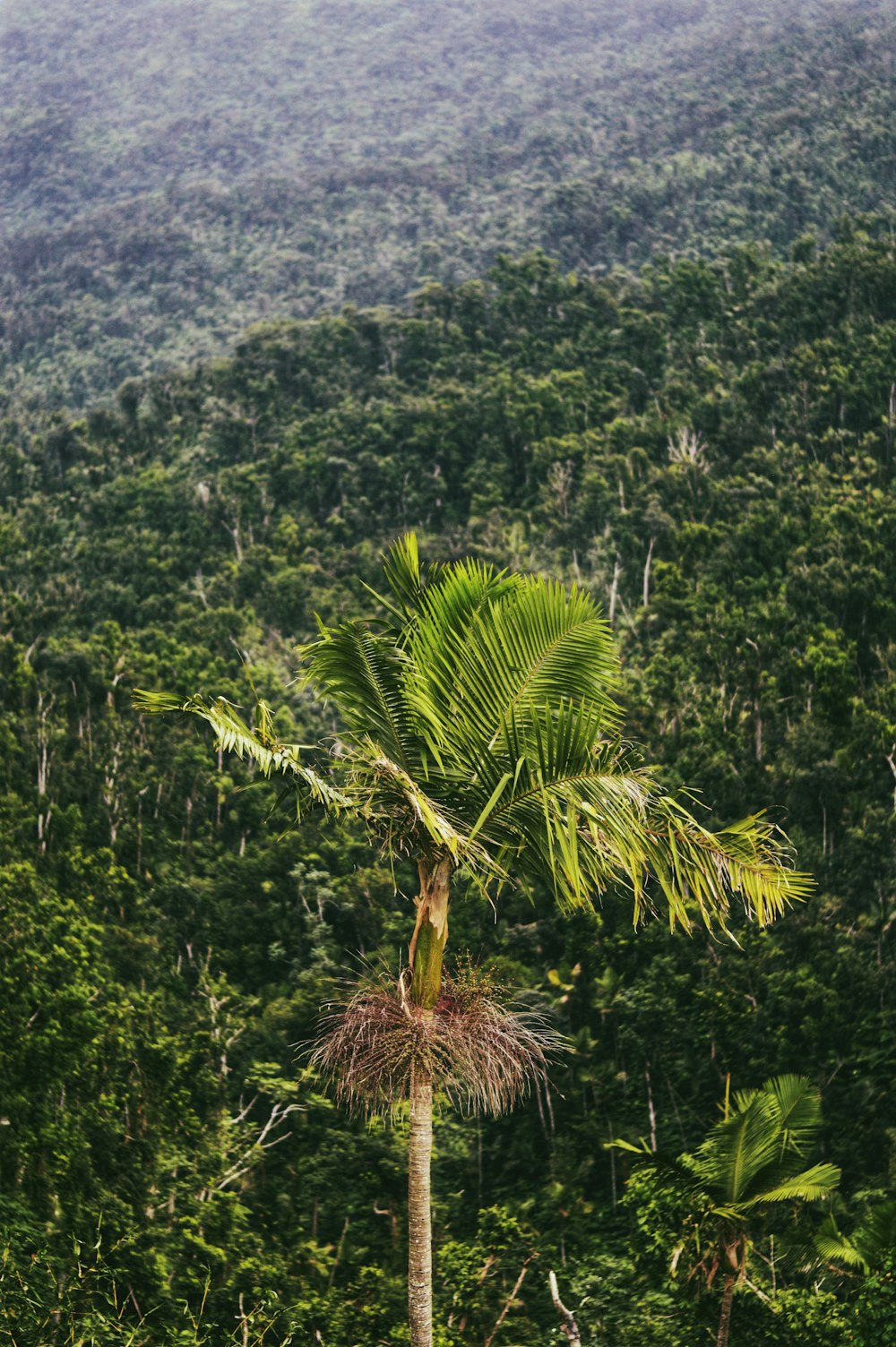 green palm tree on mountain during daytime