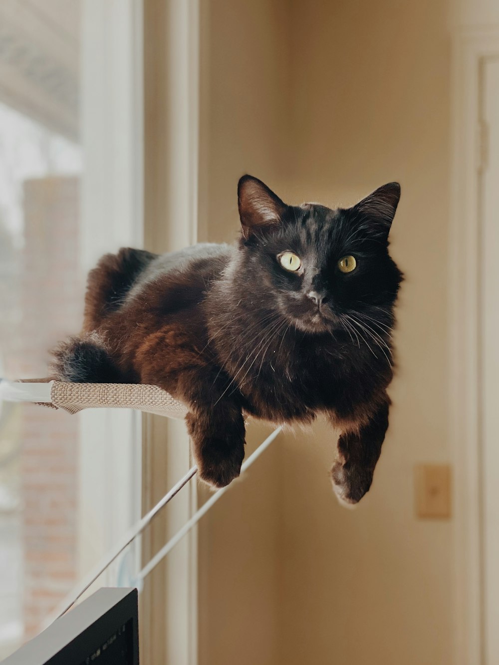 black cat on white wooden table