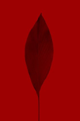 A close-up of a delicate burgundy leaf resting on a teal background, capturing minimalist natural beauty.
