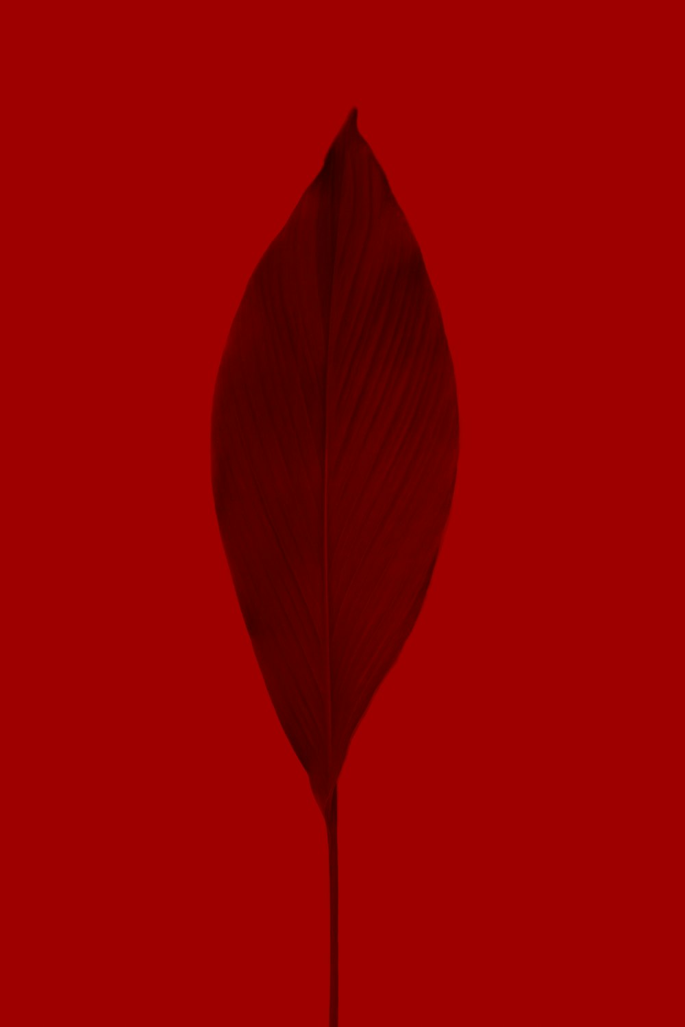 red leaf in close up photography