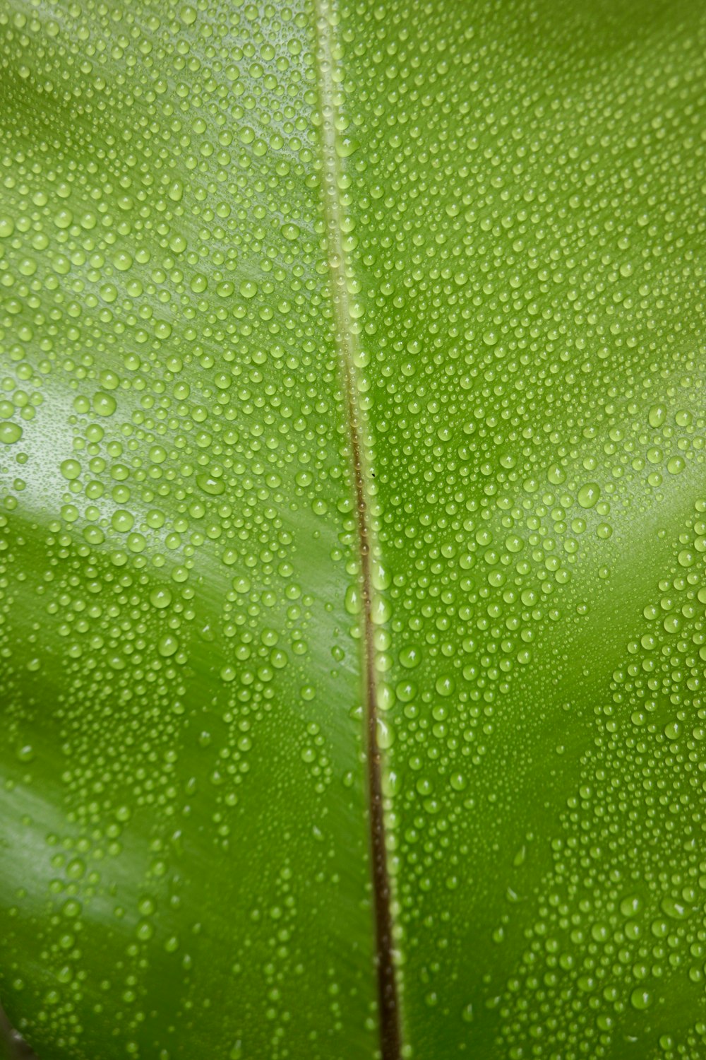 water droplets on green leaf