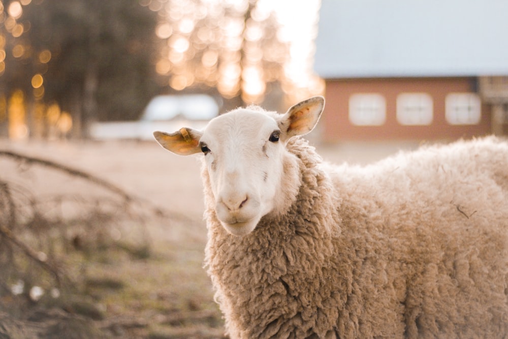 white sheep on brown field during daytime