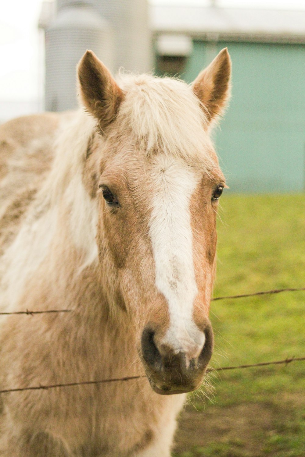 brown and white horse on green grass field during daytime