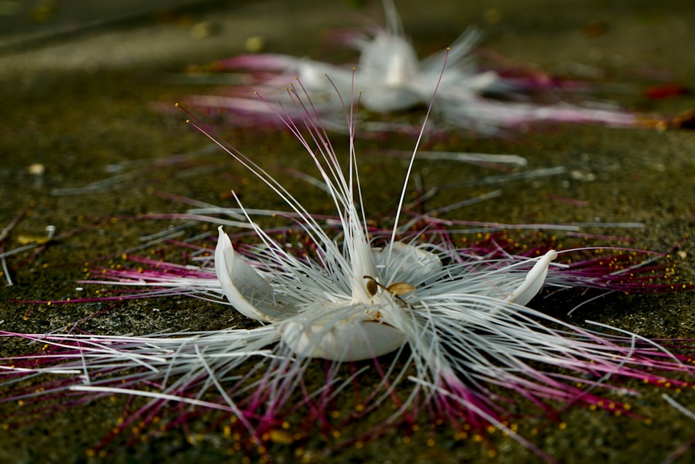 white dandelion in close up photography