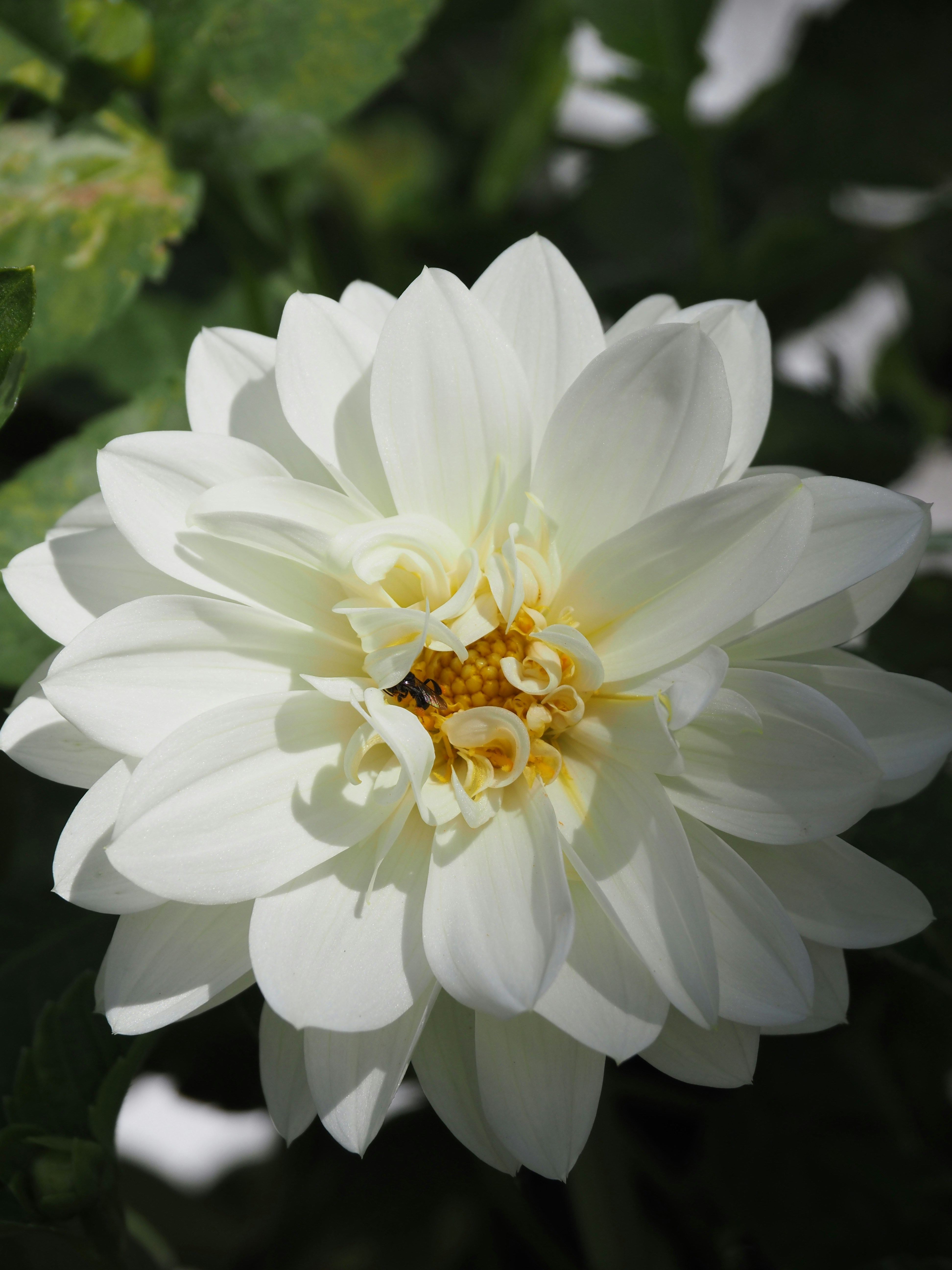 Photo by snowflakeying