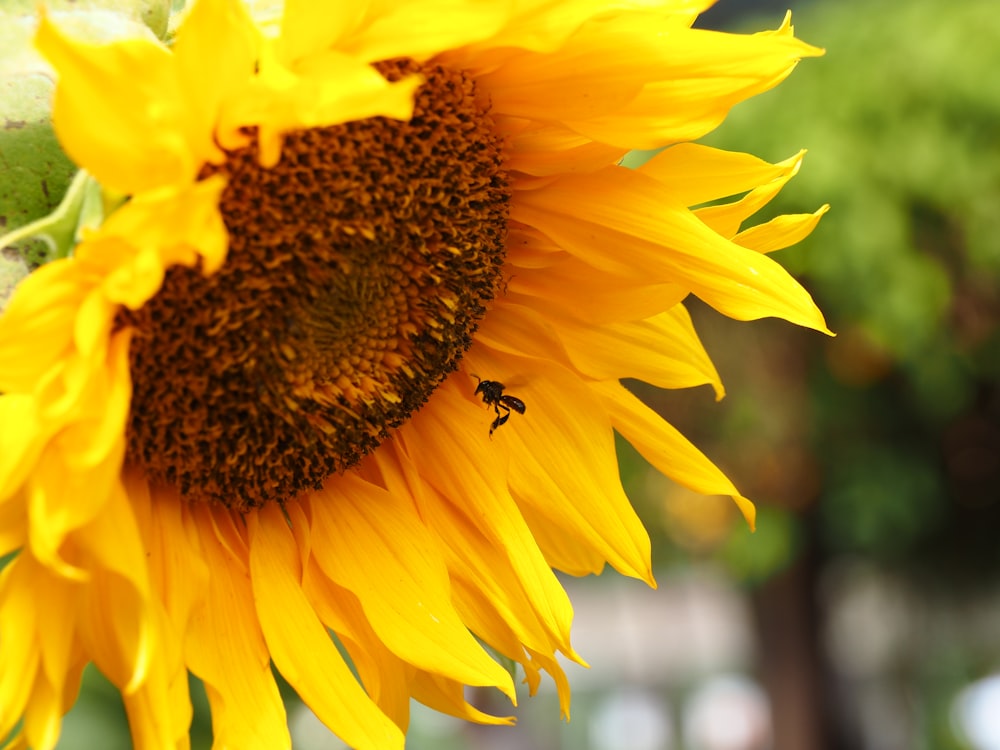 black ant on yellow sunflower