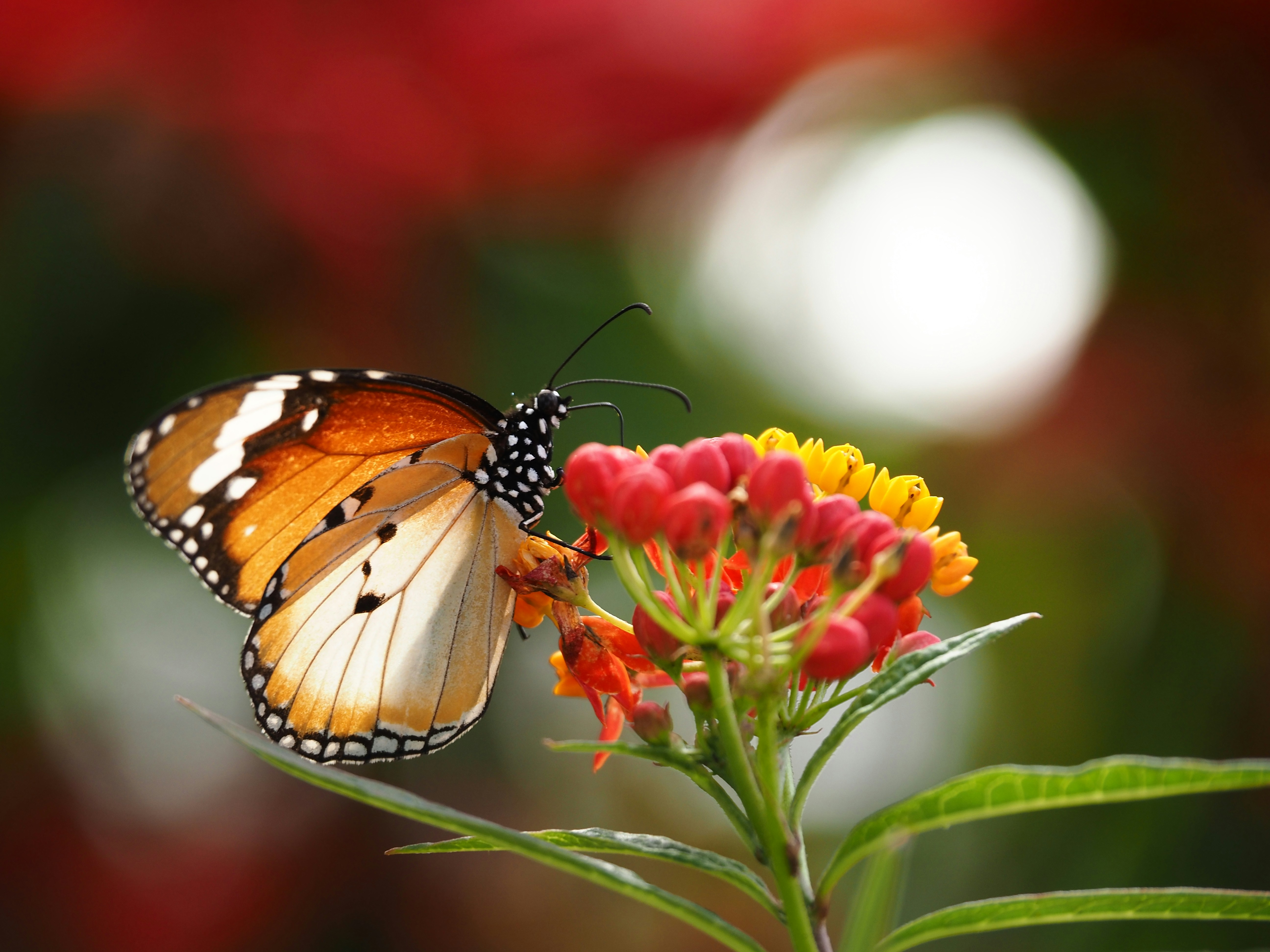 Photo by snowflakeying