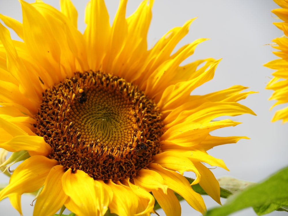 sunflower in close up photography