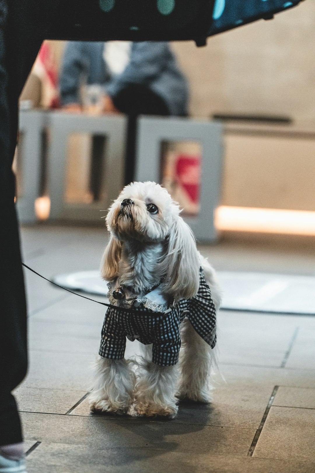 white long coat small dog