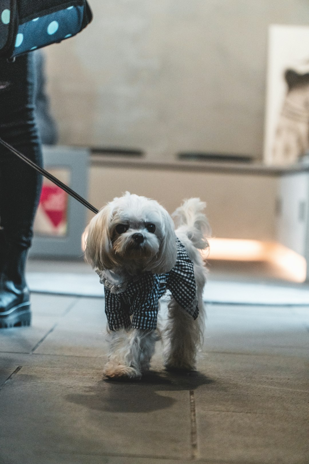 white long coated small dog wearing blue and white polka dot shirt