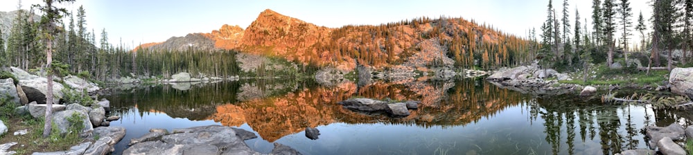 brown and green trees beside river during daytime