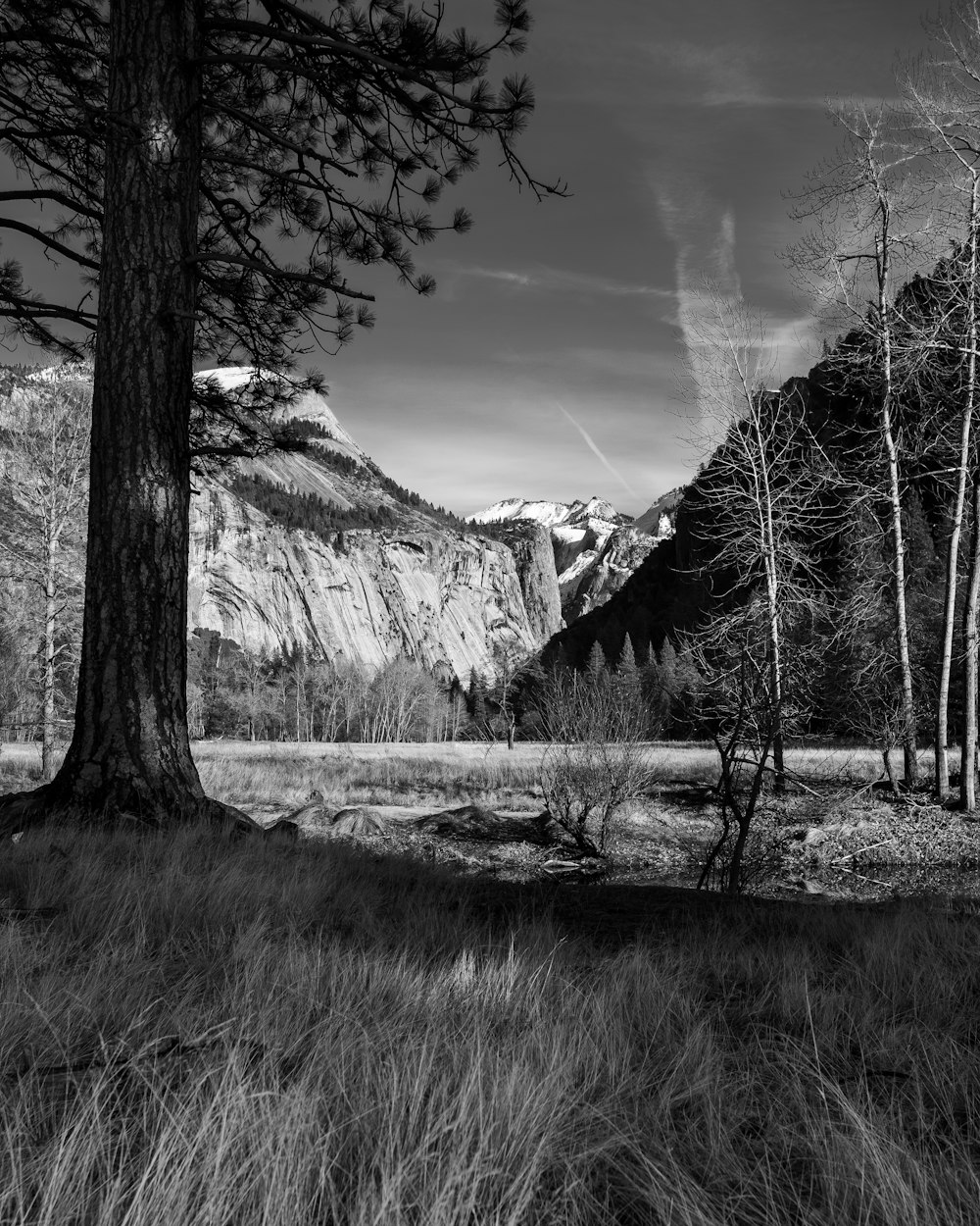 grayscale photo of trees and mountains